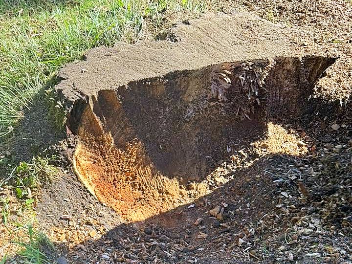 Après passage de la rogneuse — Copeaux laissés en paillage ou évacués, au choix du client